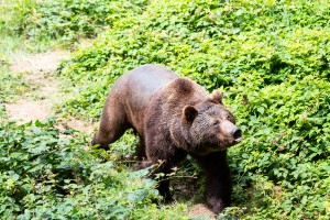 Braunbär Bayerischer Wald