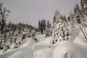 Wandern im Winter auf dem Finsterauer Lusensteig