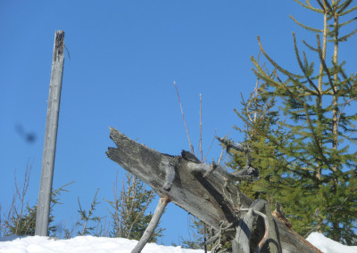 Der "Wolfsstamm" auf dem Siebensteinkopf