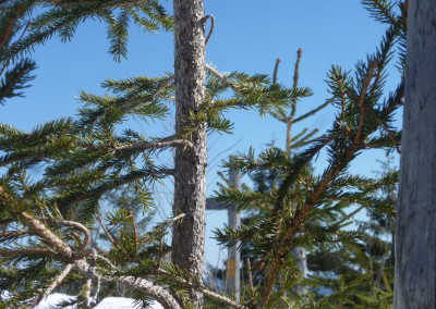 Winter im Bayerischen Wald