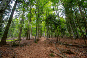 Wanderung zum Brotjacklriegel im Bayerischen Wald